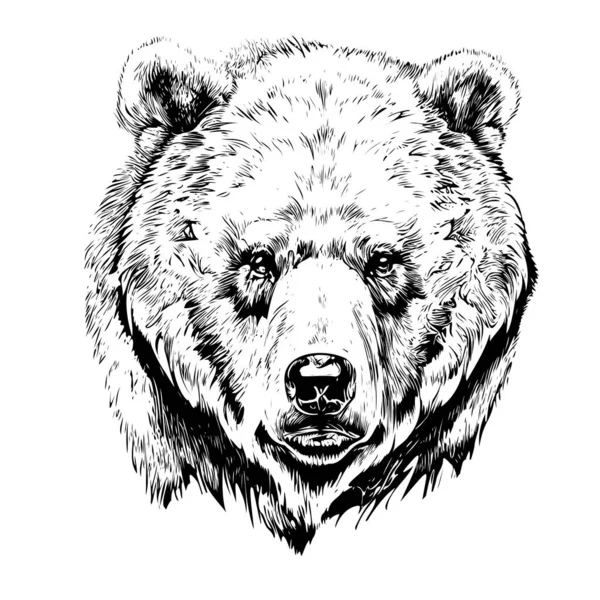 Medvědí Hlava Realistický Ručně Kreslený Náčrt Vektorové Ilustrace — Stockový vektor