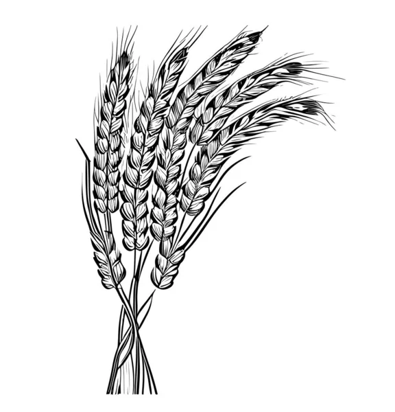 Strauß Weizenähren Handgezeichnete Skizze Doodle Stil Vector Illustration — Stockvektor