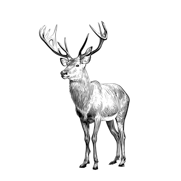 鹿のスケッチ手描かれたドアスタイルの狩猟ベクトルのイラスト — ストックベクタ