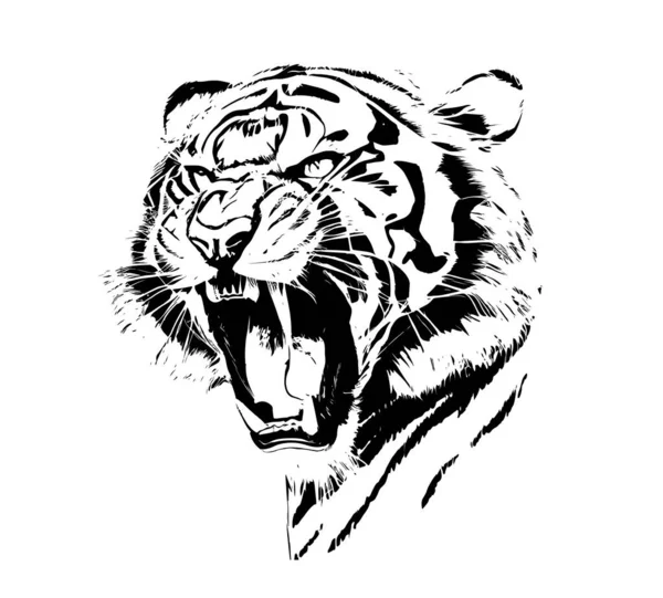 Angry Tiger Head Roaring Mouth Hand Drawn Sketch Engraving Style — Stock Vector