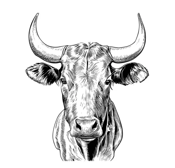 Cow Head Sketch Handgraving Engraving Style Vector Illustration — 스톡 벡터