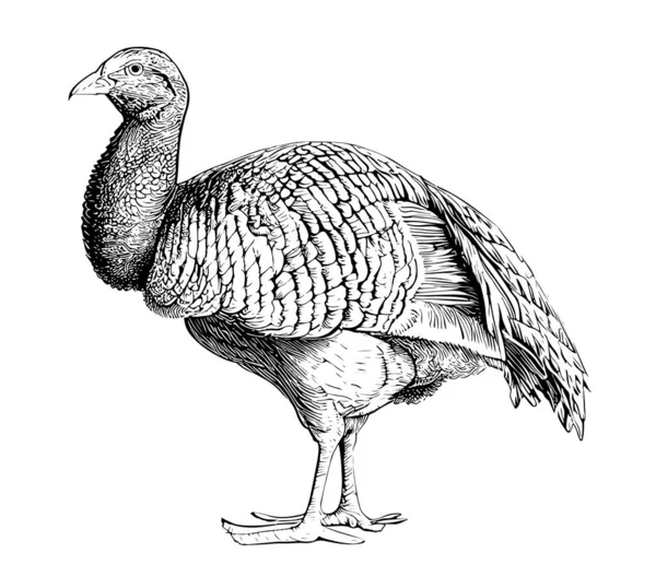 Turkey Bird Standing Side View Sketch Hand Drawed Woodcut Style — Διανυσματικό Αρχείο