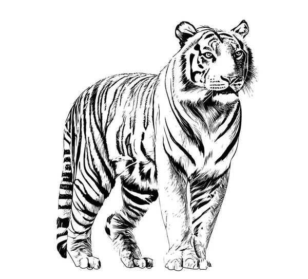老虎站在那里 看着远处手绘的版画风格草图 矢量图解 — 图库矢量图片