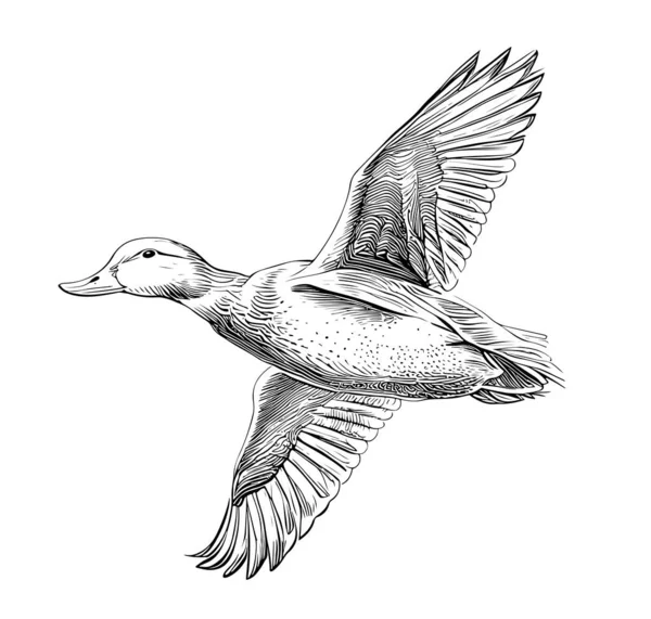 Pato Volando Dibujo Dibujado Mano Grabado Estilo Vector Ilustración — Archivo Imágenes Vectoriales