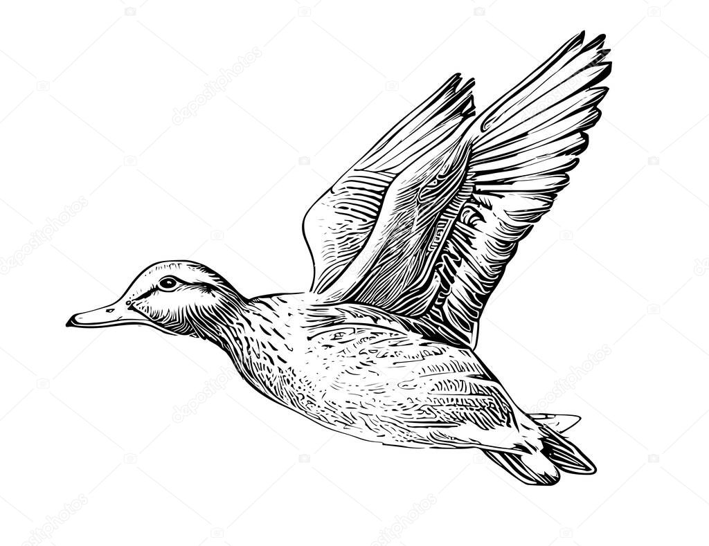 Duck flying wings up hand drawn sketch engraving style vector illustration.