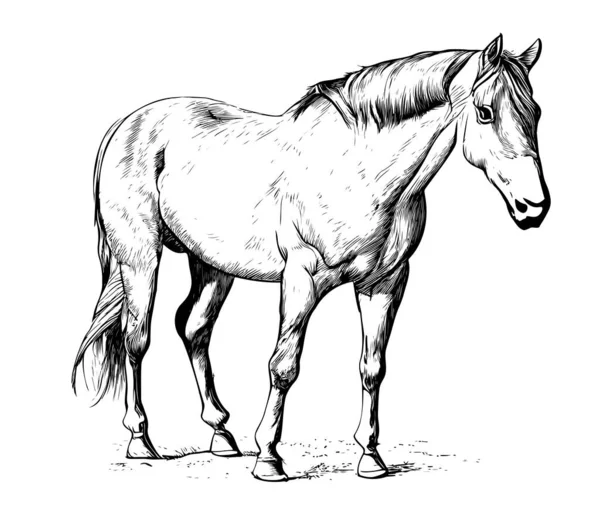 Horse Standing Hand Drawn Sketch Woodcut Style Τρεις Quarter Προβολή — Διανυσματικό Αρχείο