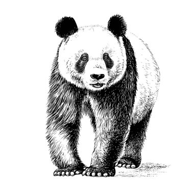 Oyma stili Vektör illüstrasyonuyla çizilmiş uzun çizim elli şirin bir panda portresi.