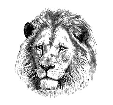 Lion portrait sketch hand drawn engraving style Vector illustration. clipart