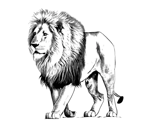 Λιοντάρι Στέκεται Πορτρέτο Σκίτσο Χέρι Σχέδιο Χαρακτικής Στυλ Διάνυσμα Εικονογράφηση — Διανυσματικό Αρχείο