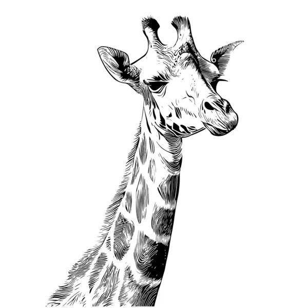 Girafe Portrait Croquis Dessiné Main Dans Style Gravure Illustration Vectorielle — Image vectorielle