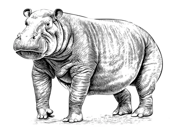 Hippo Staande Hand Getekend Graveren Stijl Schets Vector Illustratie — Stockvector