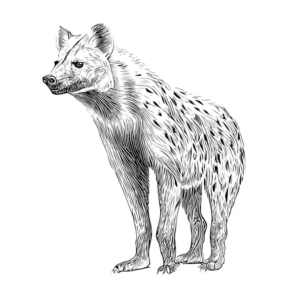Hyena Στέκεται Σκίτσο Αφηρημένο Χέρι Σχέδιο Χαρακτικής Στυλ Διάνυσμα Εικονογράφηση — Διανυσματικό Αρχείο