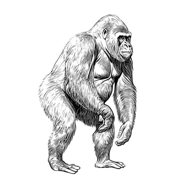 Gorilla Affe Stehen Skizze Abstrakte Handgezeichnete Gravur Stil Vector Illustration — Stockvektor