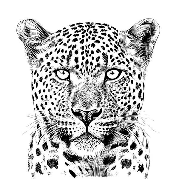 Leopard Portrait Sketch Hand Drawn Engraving Style Vector Illustration — Stock Vector