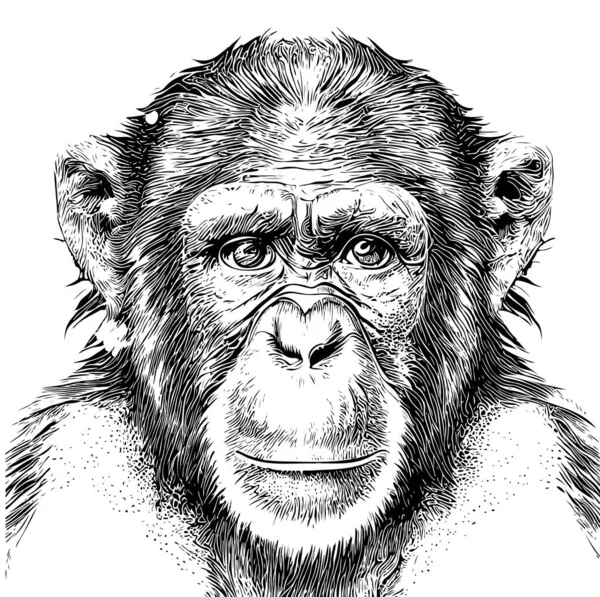 Monkey Portrait Sketch Hand Drawn Engraving Style Vector Illustration — Stock Vector