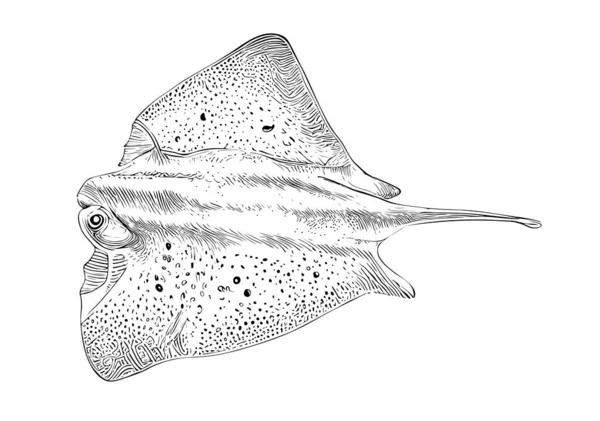 Stachelrochenfische Handgezeichnete Skizze Meerestiere Vektorillustration — Stockvektor