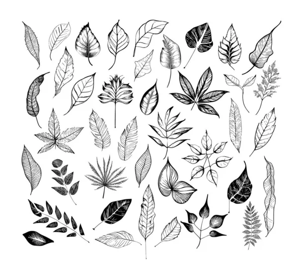 Set Bladeren Van Verschillende Planten Met Hand Getekend Vector Illustratie — Stockvector