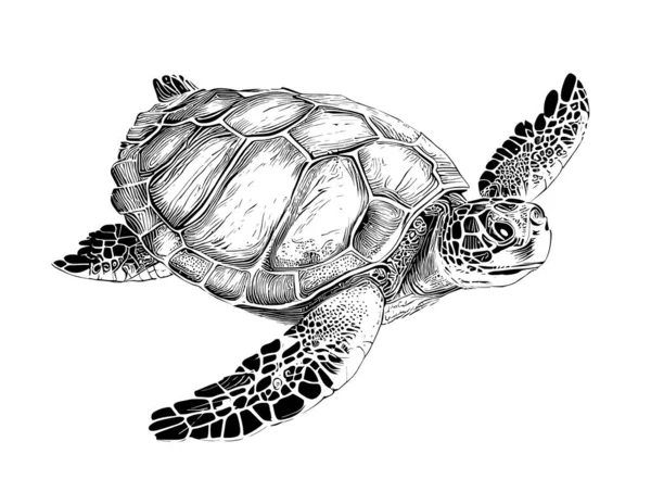 Sea Turtle Hand Drawn Engraving Style Sketch Underwater Animals Vector — Stock Vector