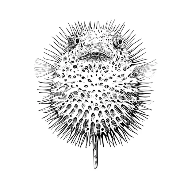 Puffer Fish Urchin Hands Drafing Graming Style Sketbing Underwater World — 스톡 벡터