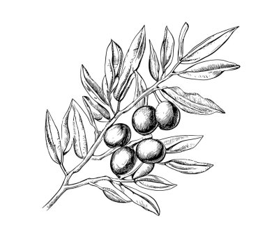 Zeytin dallı zeytin kabartma el çizimi kabartma stili illüstrasyon