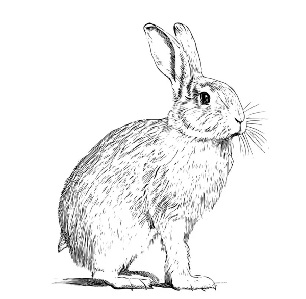 Cute Rabbit Sketch Hand Drawn Engraving Style Vector Illustration — Stock Vector