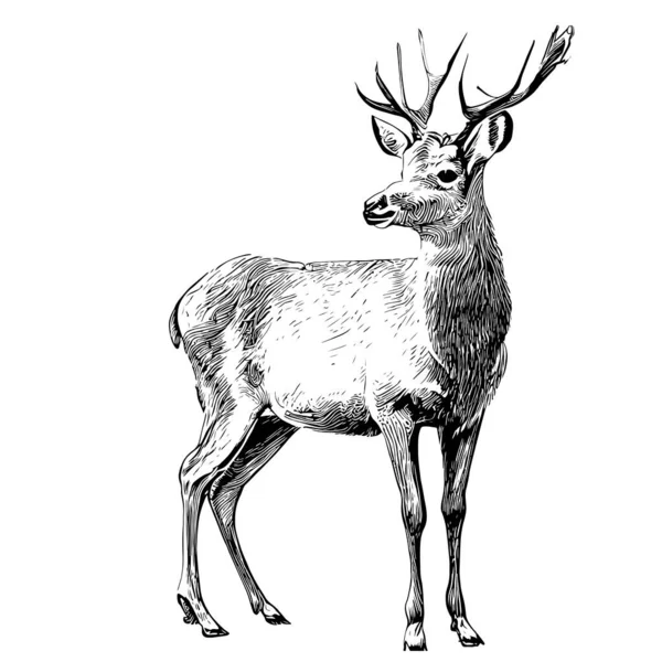 鹿のスケッチ手描き彫刻スタイルベクトルイラスト — ストックベクタ