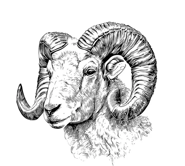 Portrait Sheep Farm Animal Hand Drawn Sketch Agriculture Farm Vector — Stock Vector