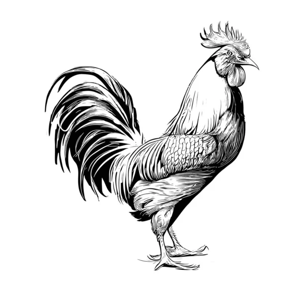 Rooster Stands Hand Drawn Sketch Agriculture Farm Vector Illustration — Stock Vector
