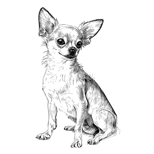 Chihuahua Portrait Dog Sitting Hand Drawn Sketch Pets Vector Illustration — Stock Vector