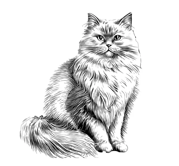 Fluffy Cat Sitting Hand Drawn Sketch Pets Vector Illustration — Stock Vector