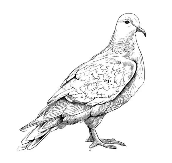 Taubenvogel Handgezeichnete Skizze Symbol Des Friedens Vektor Illustration — Stockvektor