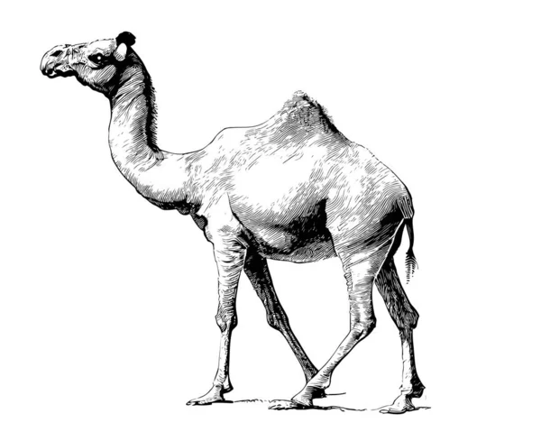 Camel Standing Sketch Hand Drawn Vector Illustration — Stock Vector