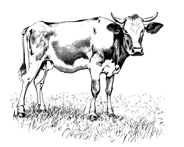 Kawaii cow sketch by GreatWhitewolfspirit on DeviantArt