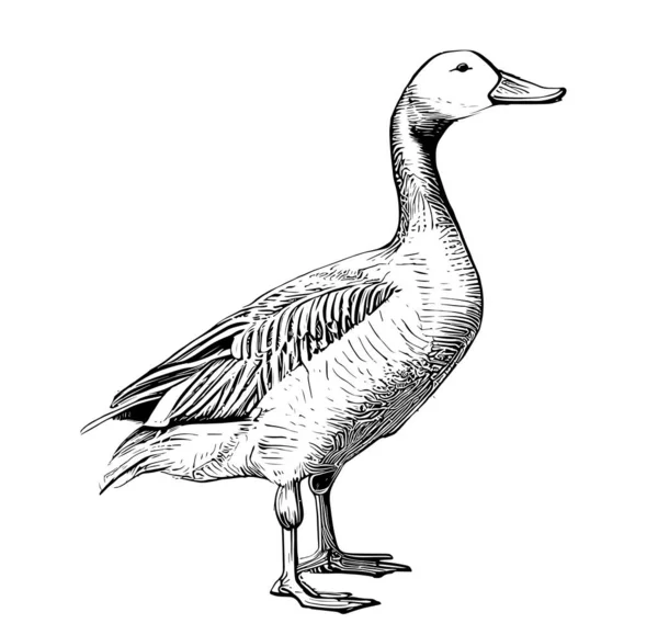 Ganso Granja Dibujado Mano Boceto Aves Corral Vector Ilustración — Archivo Imágenes Vectoriales