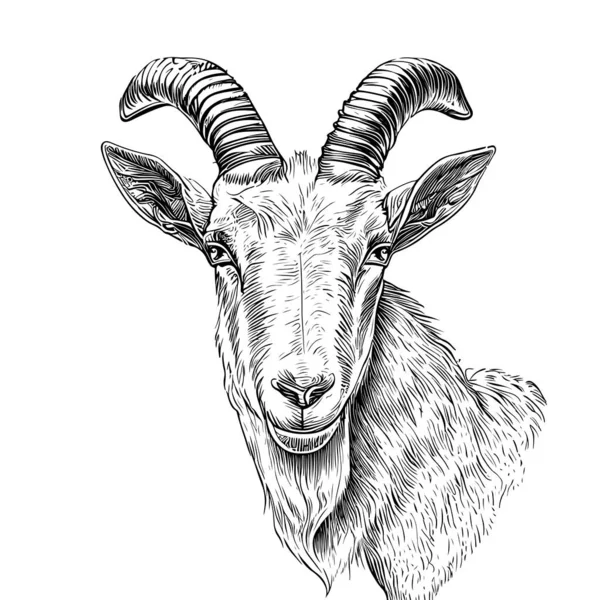 Farm Goat Portrait Hand Drawn Sketch Farm Cattle Vector Illustration — Stock Vector