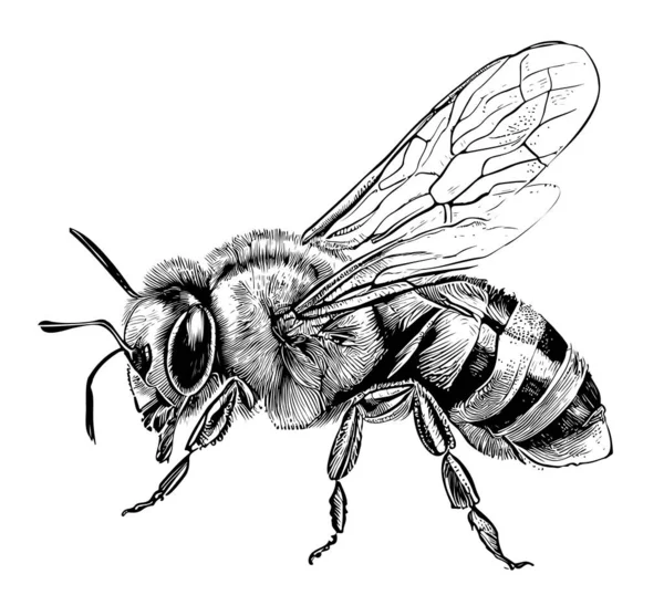 Abeja Sentado Dibujo Dibujado Mano Insectos Vector Ilustración — Archivo Imágenes Vectoriales