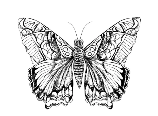 Piękny Motyl Ręcznie Rysowane Szkic Owady Wektor Ilustracji — Wektor stockowy