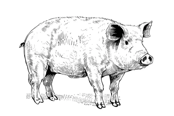 Desenho Porco Fazenda Vista Lateral Desenhada Mão Farming Vector Ilustração —  Vetores de Stock