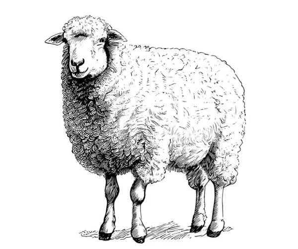 Farm Sheep Sketch Hand Drawn Side View Farming Vector Illustration — Stock Vector