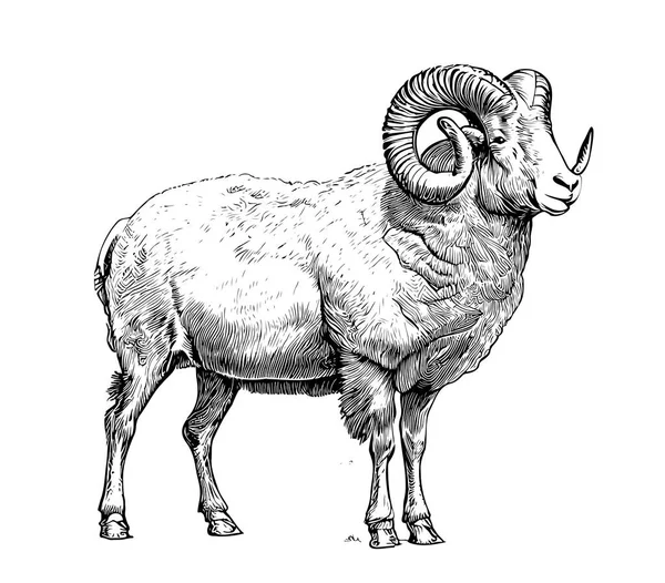 Farm Ram Πρόβατα Σκίτσο Χέρι Που Πλευρά Άποψη Farming Vector — Διανυσματικό Αρχείο