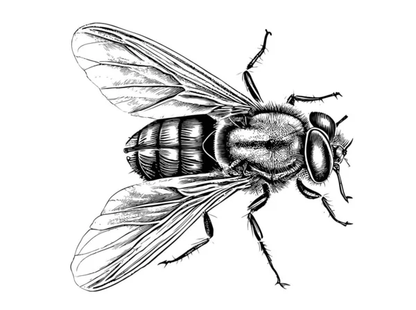 Volar Boceto Dibujado Mano Colección Insectos Vector Ilustración — Archivo Imágenes Vectoriales