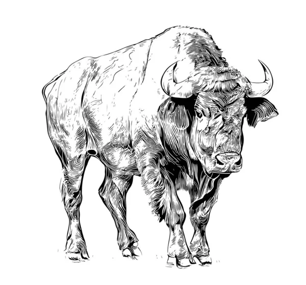 Croquis Dessiné Main Par Buffalo Illustration Vectorielle — Image vectorielle