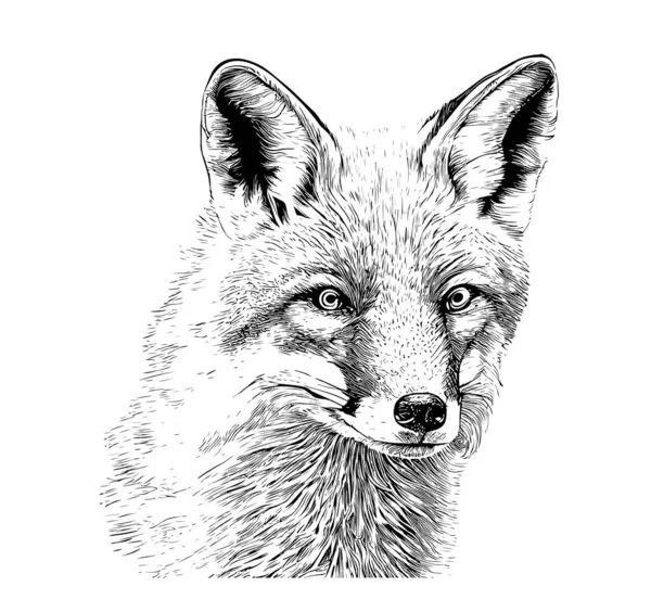 Fox Portrait Hand Drawn Sketch Wild Animals Vector Illustration — Stock Vector