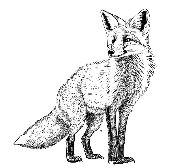 Αλεπού Κάθεται Χέρι Σχέδιο Σκίτσο Άγρια Ζώα Διάνυσμα Εικονογράφηση — Διανυσματικό Αρχείο