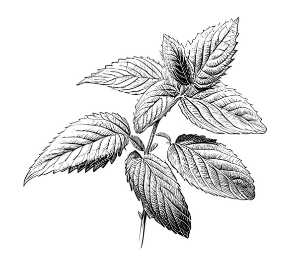 ミントの葉のスケッチ手描き植物ベクトルイラスト — ストックベクタ