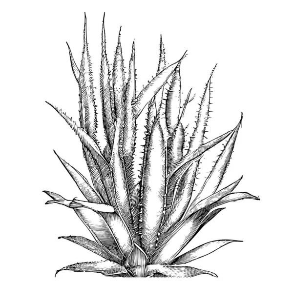 Planta Escarlata Aloe Bosquejo Dibujado Mano Vector Ilustración — Vector de stock