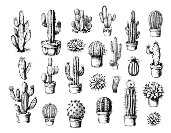 Cactus Set Bosquejo Dibujado Mano Plantas Vector Ilustración — Archivo Imágenes Vectoriales