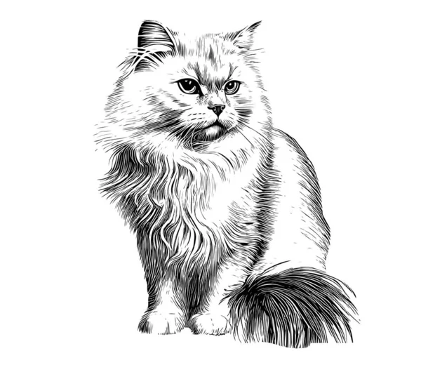 Fluffy Cute Cat Hand Drawn Sketch Vector Illustration — Stock Vector