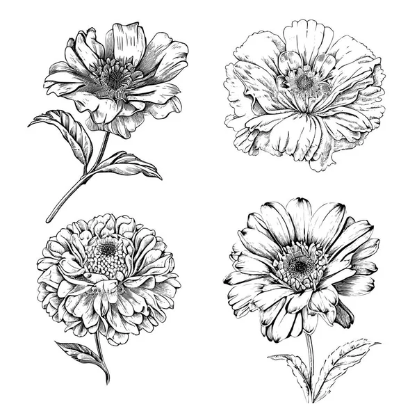 Dibujo Dibujado Mano Flores Conjunto Flores Jardín Vector Ilustración — Vector de stock