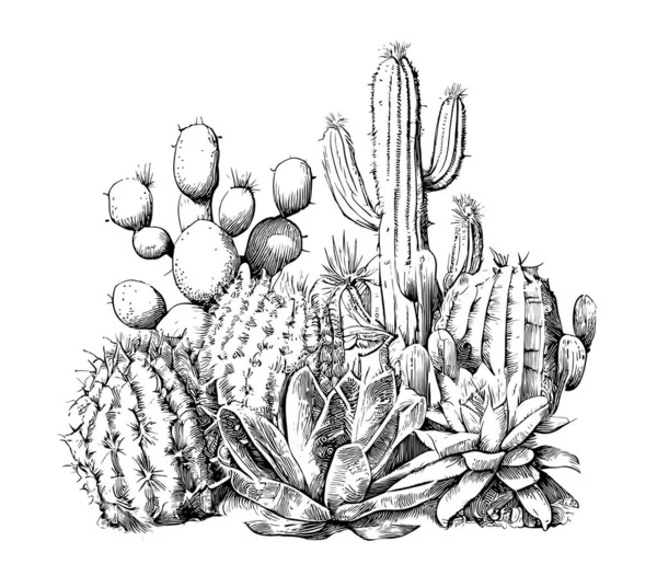 Cactus Bosquejo Dibujado Mano Grabado Estilo Línea Arte Vector Ilustración — Vector de stock